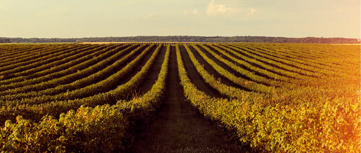 BANNER-SERVIÇOS-SLIDER-1