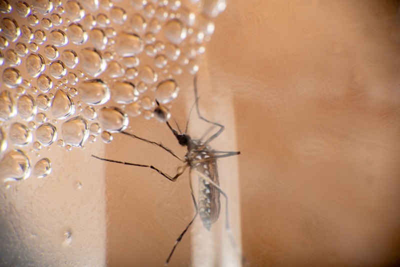 larvicida biológico para controle de vetores em saúde pública